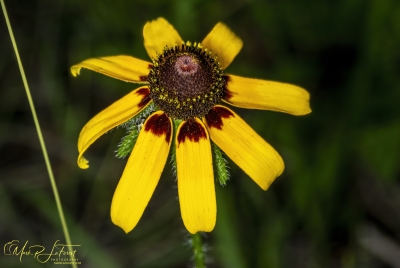 Black Eyed Susan May 2026